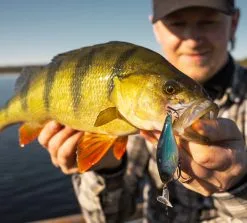 Headbanger Cranky Shad 9 Headbanger Cranky Shad -Rapala Verkäufe CS 25 SS BKr 4