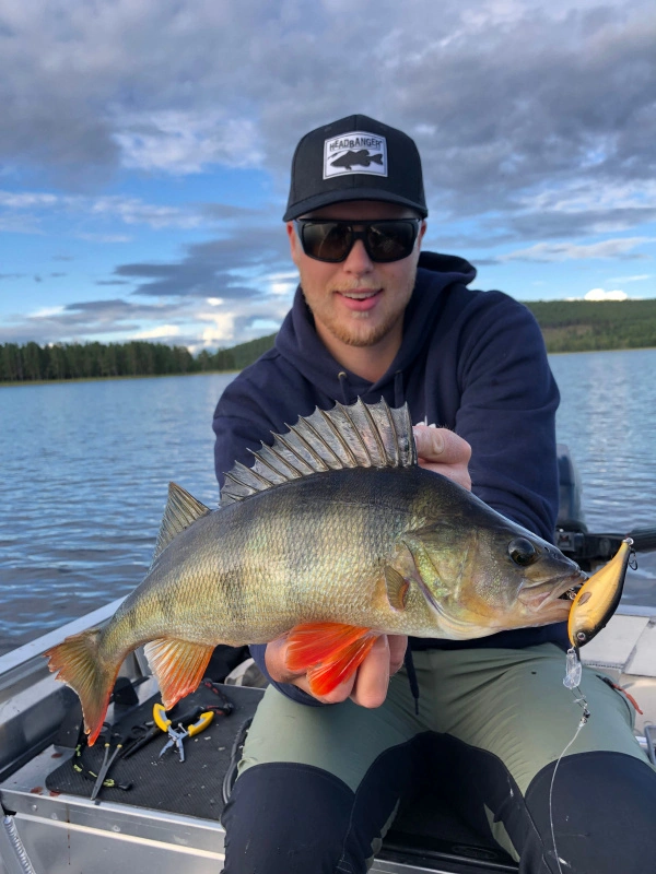 Headbanger Cranky Shad 6 Headbanger Cranky Shad – Bild 6