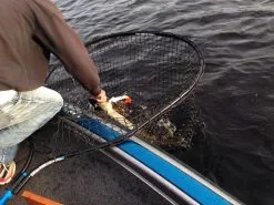 Drifter Tackle Predator Net 48 Black Handle -Rapala Verkäufe PR40XXL BKr 6